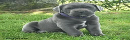 Cane Corso dogs for sale: Rosette - Ad 3