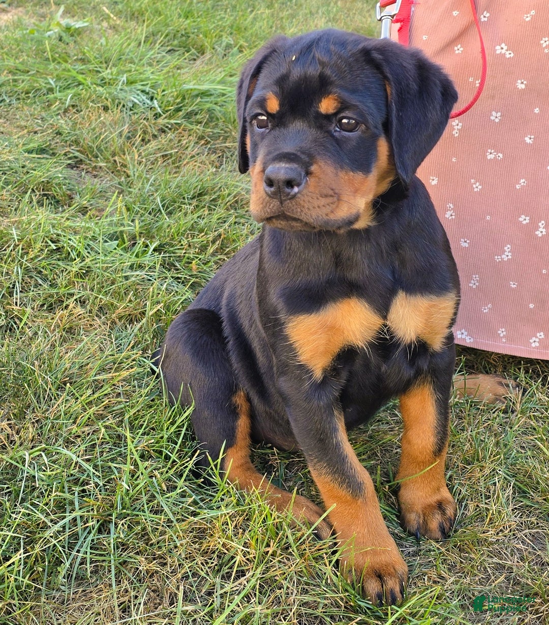 Bonnie for sale in Lebanon Lancaster Puppies