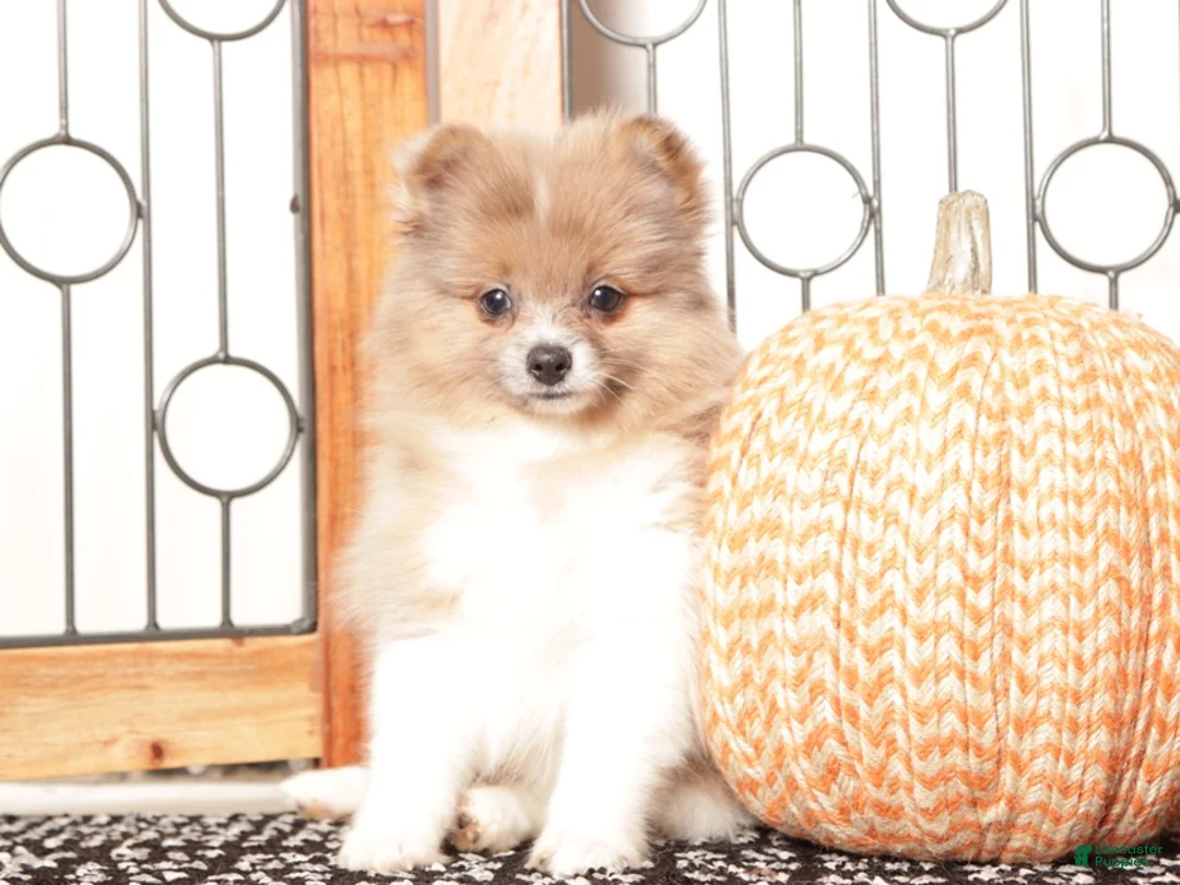 Pomeranian dogs for sale: Nick - Male Pomeranian  - Ad 4