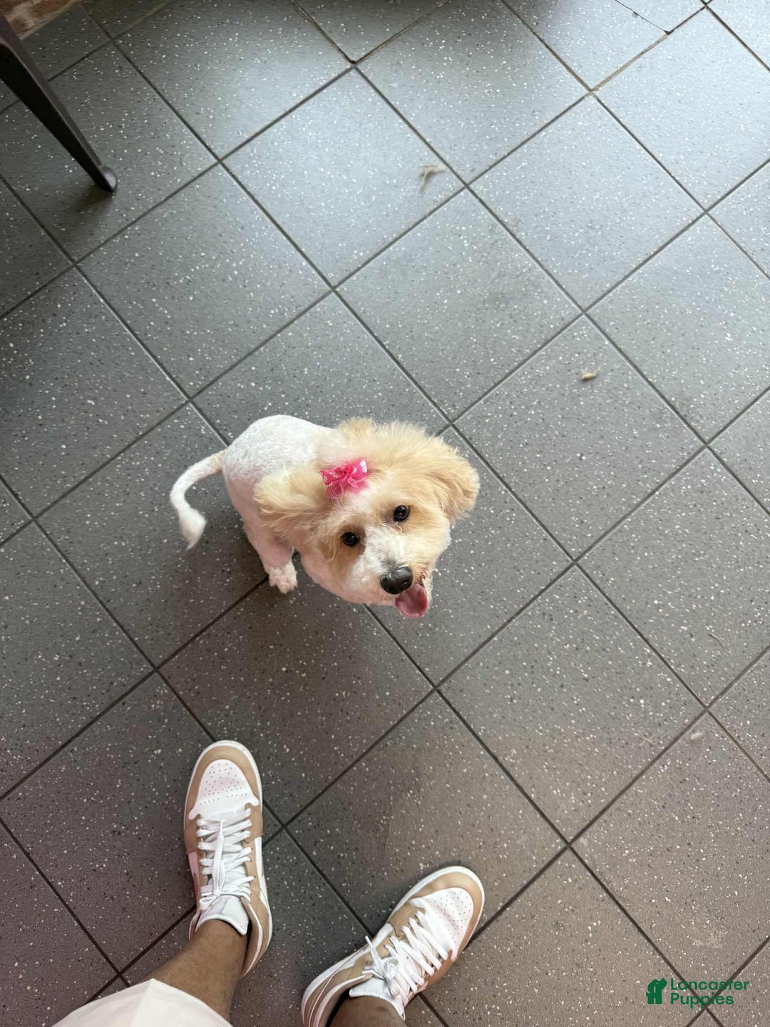 Cavapoo dogs for sale: Upcoming Litter - Ad 3