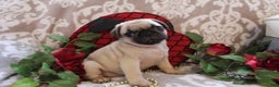 Pug dogs for sale: Clint - Ad 9