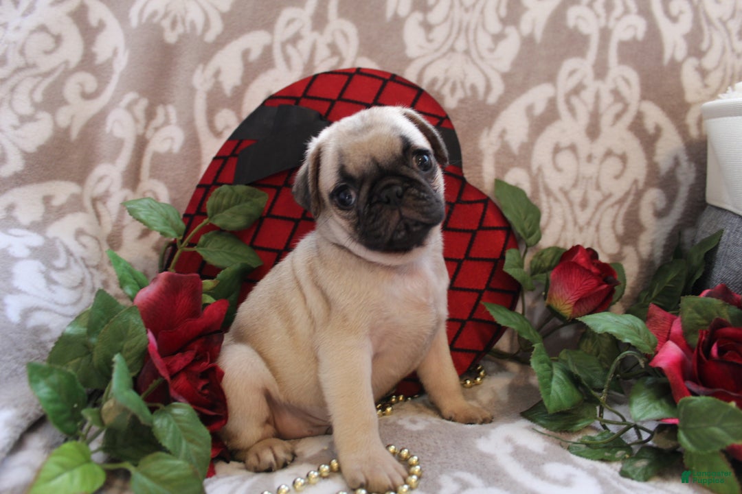 Pug dogs for sale: Clint - Ad 9