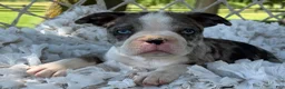 Boston Terrier dogs for sale: Mister - Ad 17