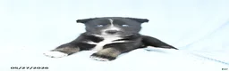 Gerberian Shepsky dogs for sale: Frisky - Ad 1
