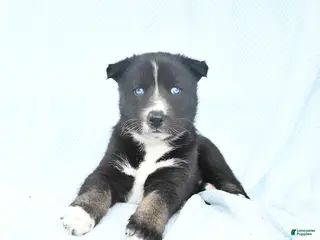 Gerberian Shepsky dogs for sale: Frisky - Ad 4