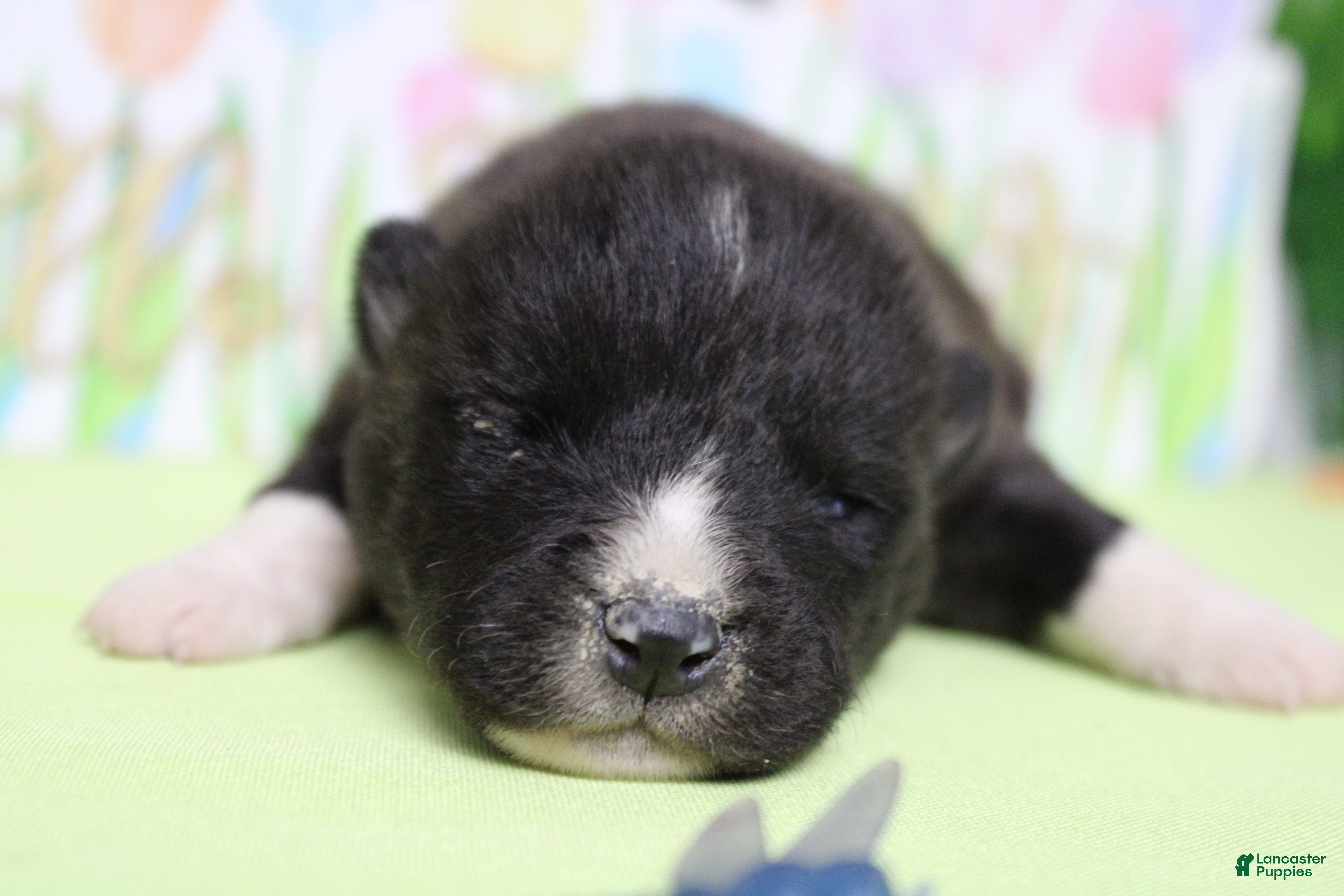 Akita dogs Gala - Ad 9