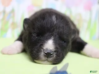 Akita dogs Gala - Ad 9