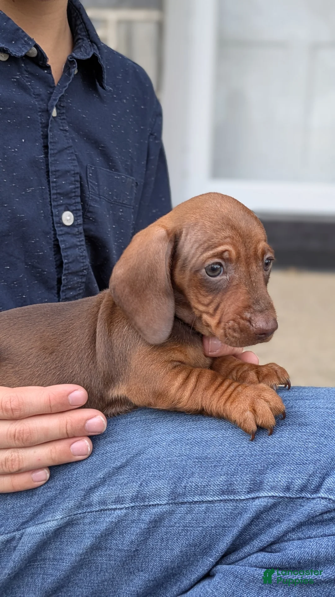 Miniature Dachshund dogs for sale: Connie - Ad 2