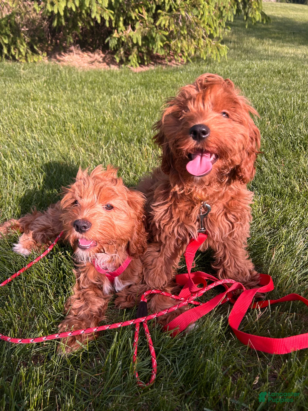 Cockapoo dogs for sale: Sirya - Ad 2
