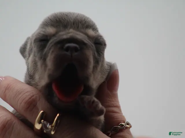 French Bulldog dogs for sale: Lilac and tan - Ad 1