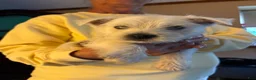 West Highland Terrier dogs for sale: West Highland Terrier Puppy 1 - Ad 1