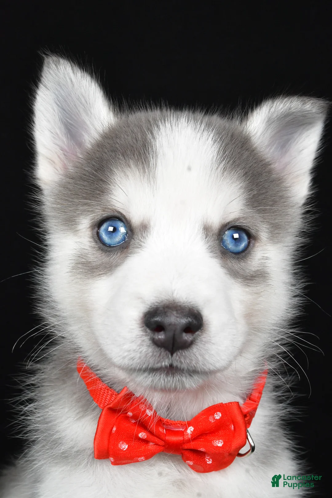 Pomsky dogs for sale: Turbo - Ad 8