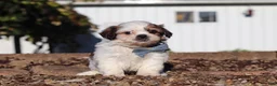 Shih Tzu dogs for sale: James - Ad 4
