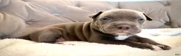 American Bully dogs for sale: Willow - XL American Bully Puppy  - Ad 13