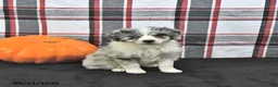 Mini Aussiedoodle dogs for sale: Della - Ad 3