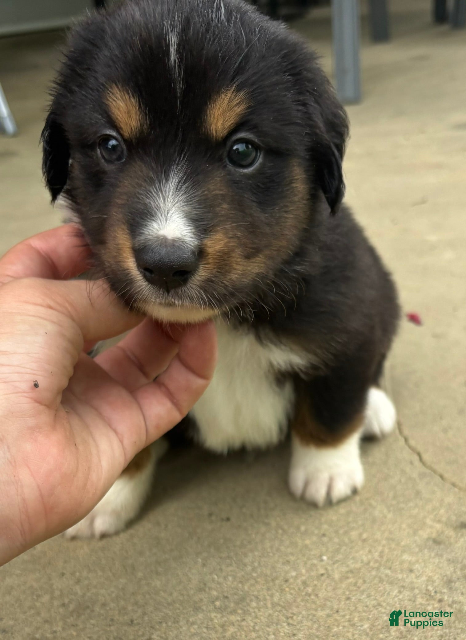 Miniature Australian Shepherd dogs for sale: #9 Black Tri Male - Ad 4