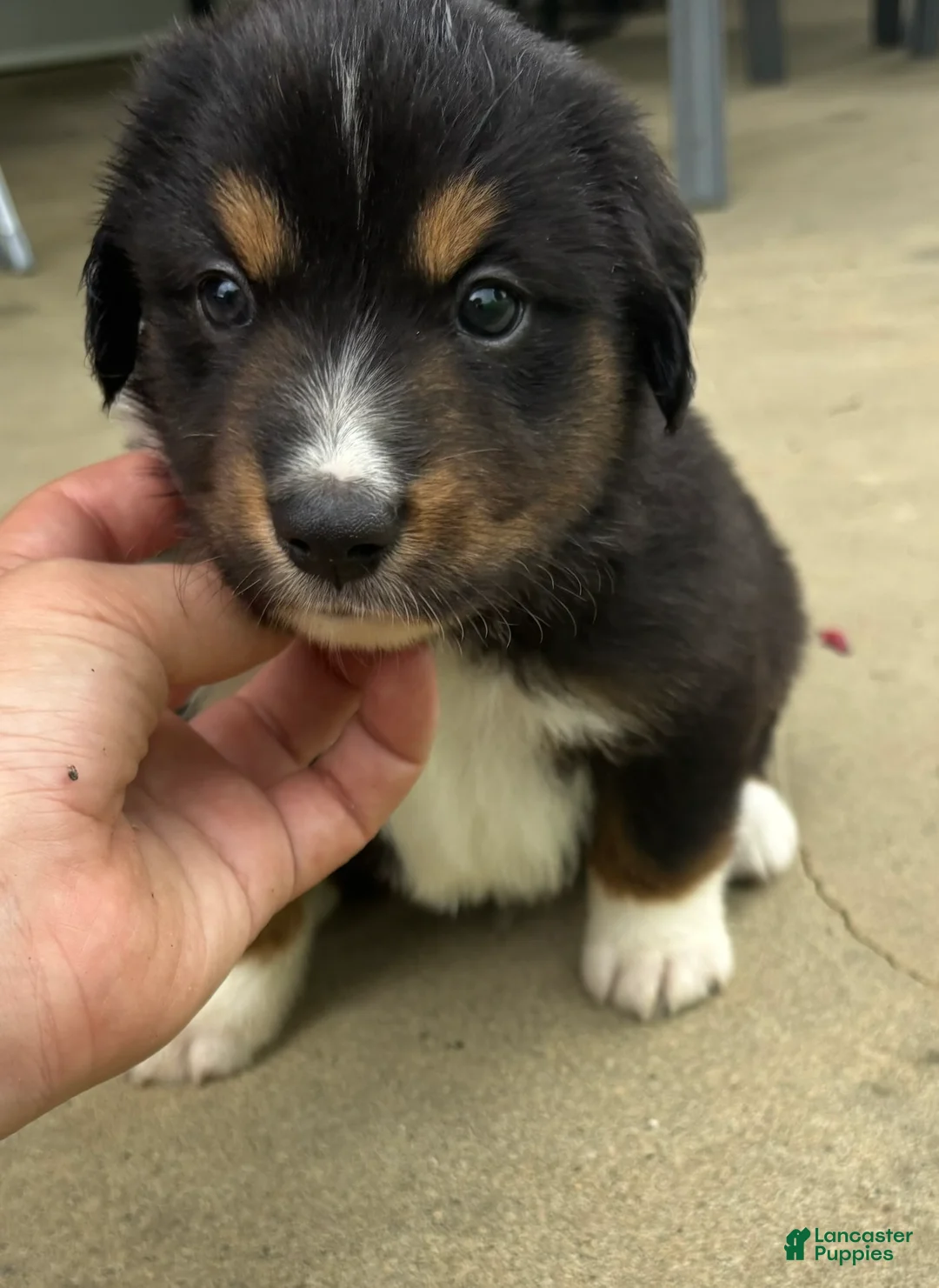 Miniature Australian Shepherd dogs for sale: #9 Black Tri Male - Ad 1