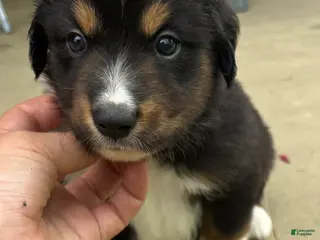 Miniature Australian Shepherd dogs for sale: #9 Black Tri Male - Ad 4