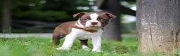 Boston Terrier dogs for sale: Champ - Ad 5