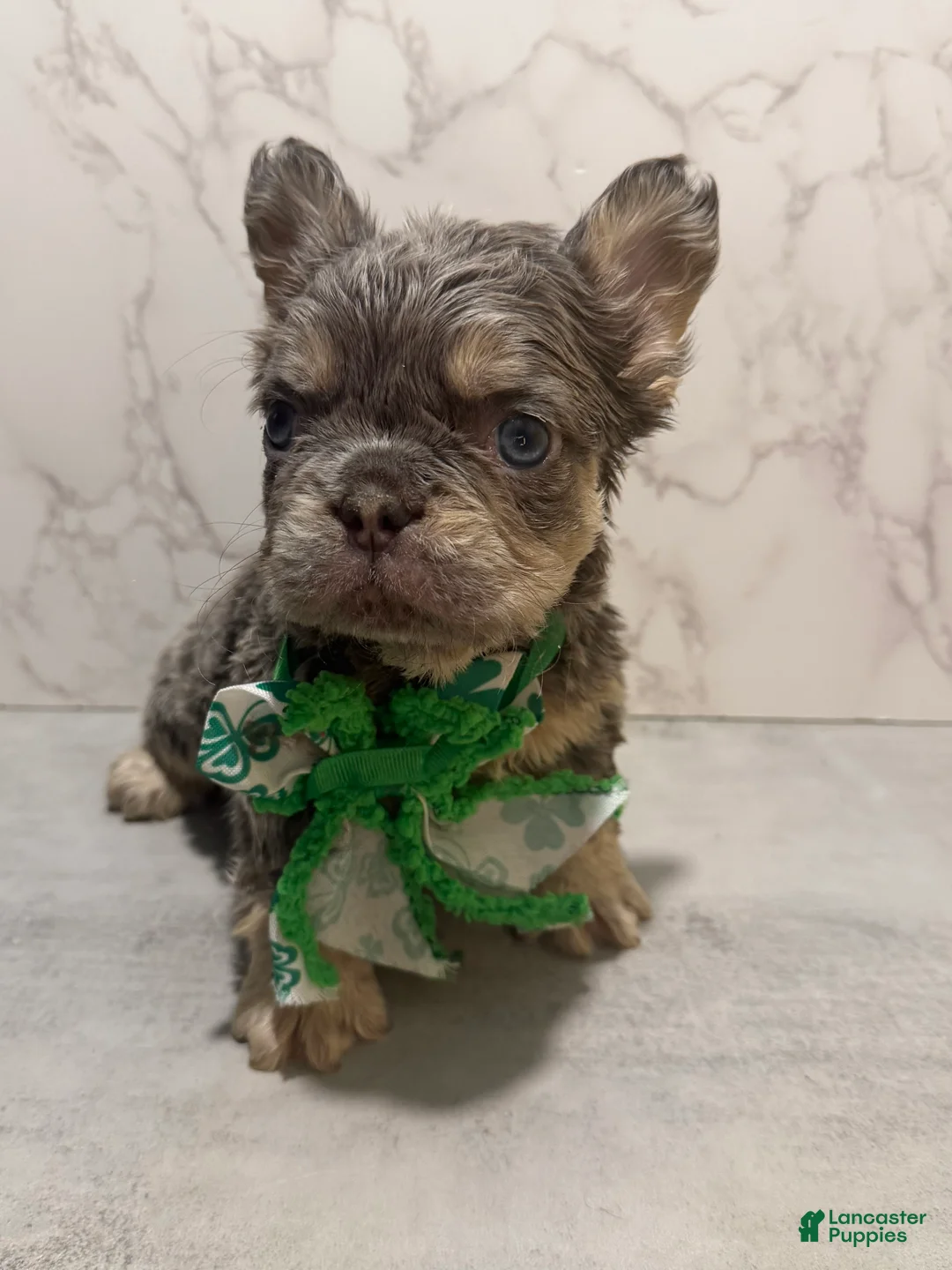 French Bulldog dogs for sale: Genius - Ad 2