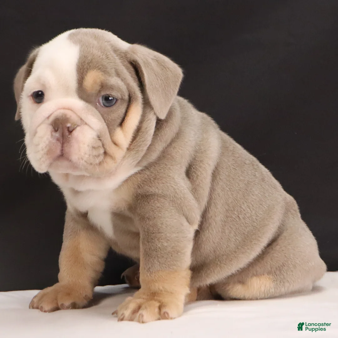 English Bulldog dogs for sale: Toby - Ad 8