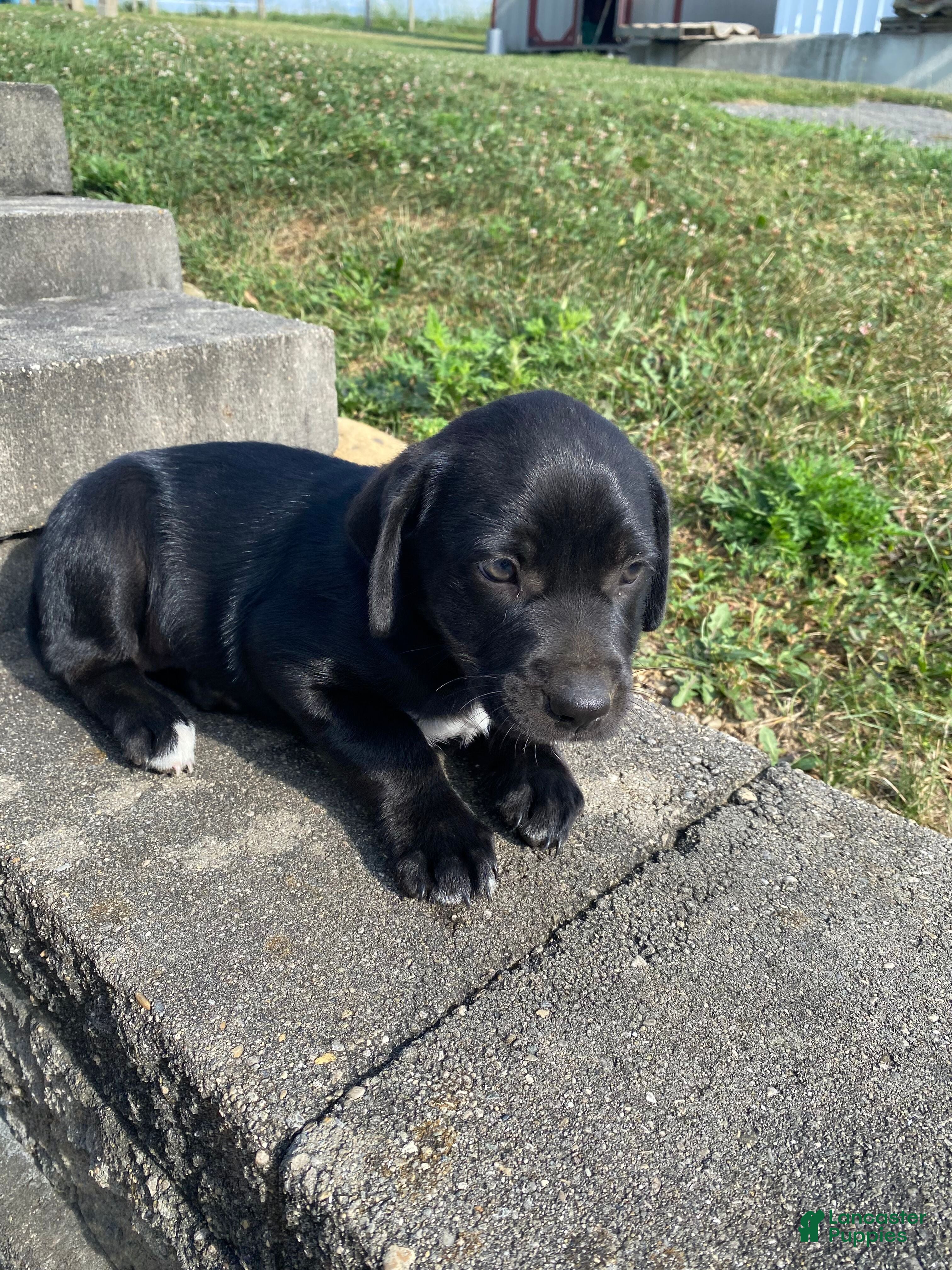 Mixed Breed dogs Poppy - Ad 2