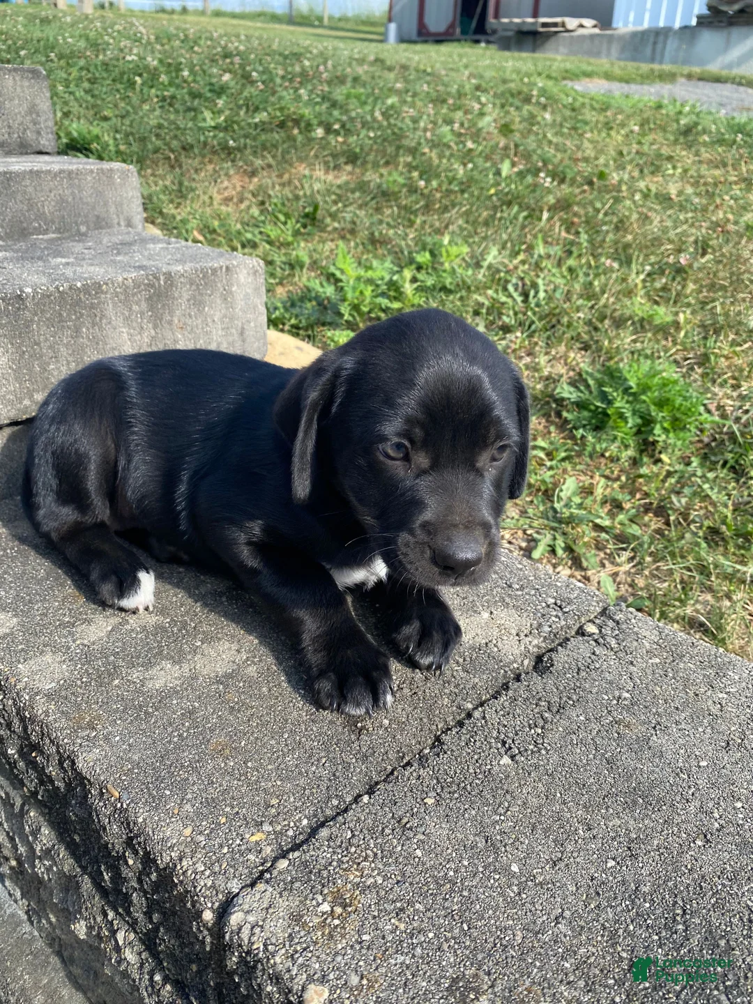 Mixed Breed dogs for sale: Poppy - Ad 2