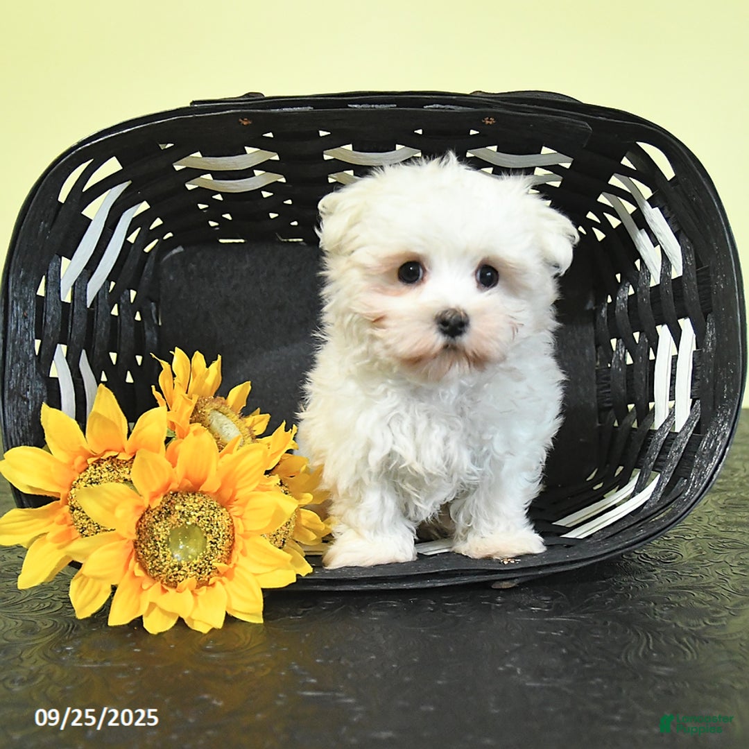 Earl for sale in Spring Mills Lancaster Puppies