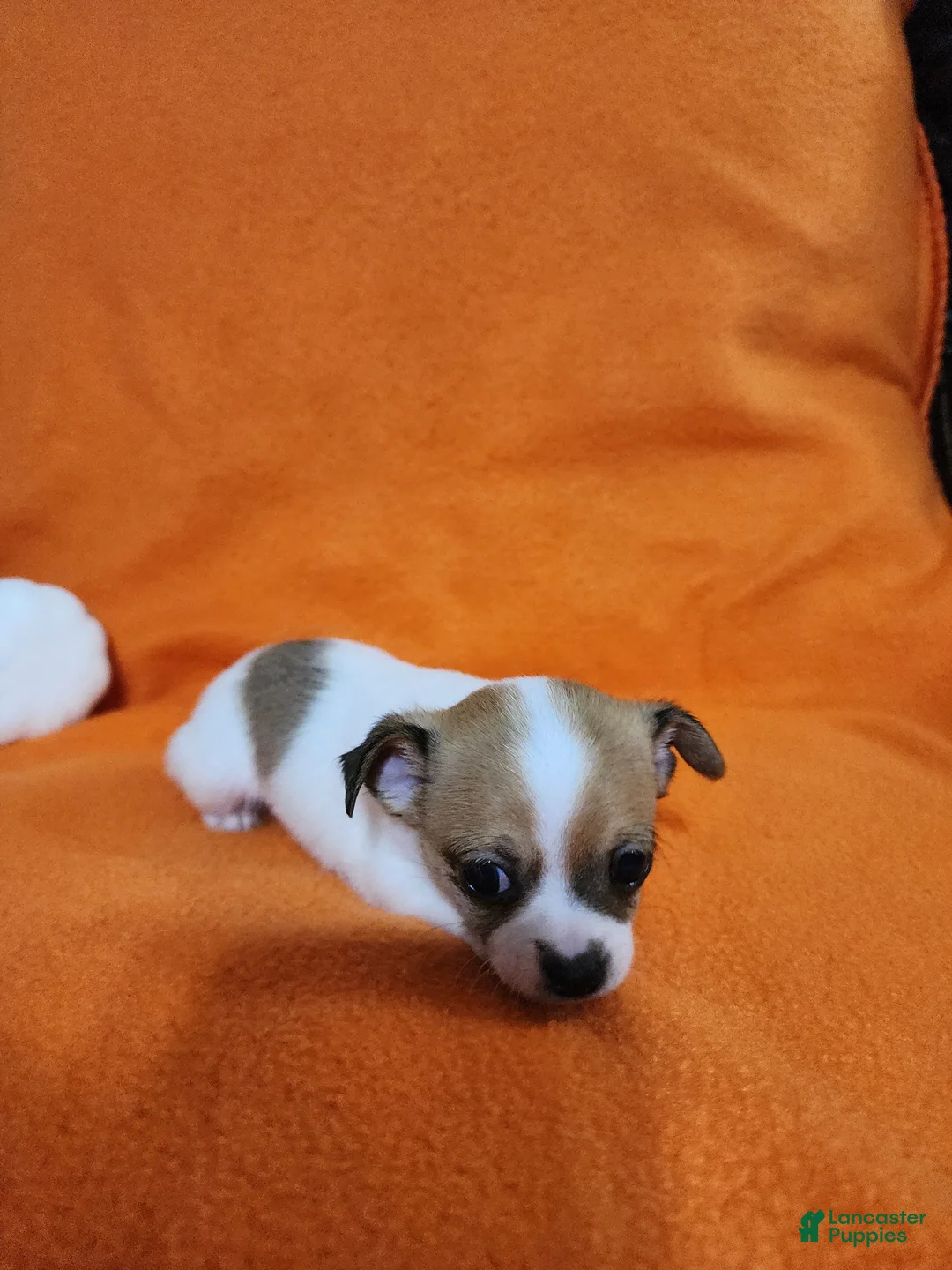 Chihuahua dogs for sale: Bandit - Ad 1