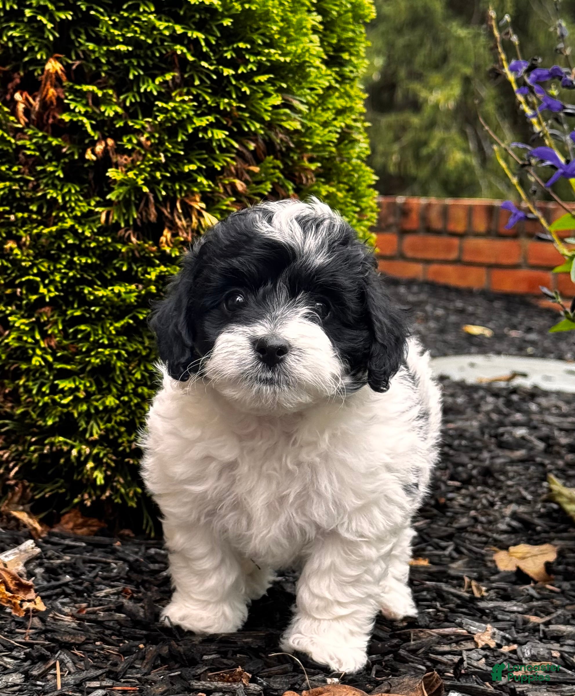 Bentley (Aussiedoodle Miniature, Male) in Columbia, PA