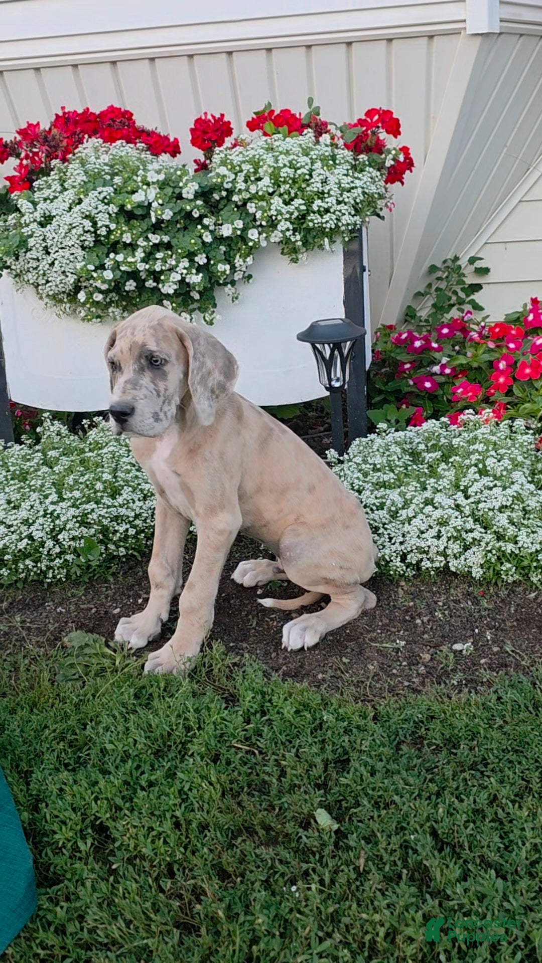 Great Dane dogs Great Dane 2 - Ad 2