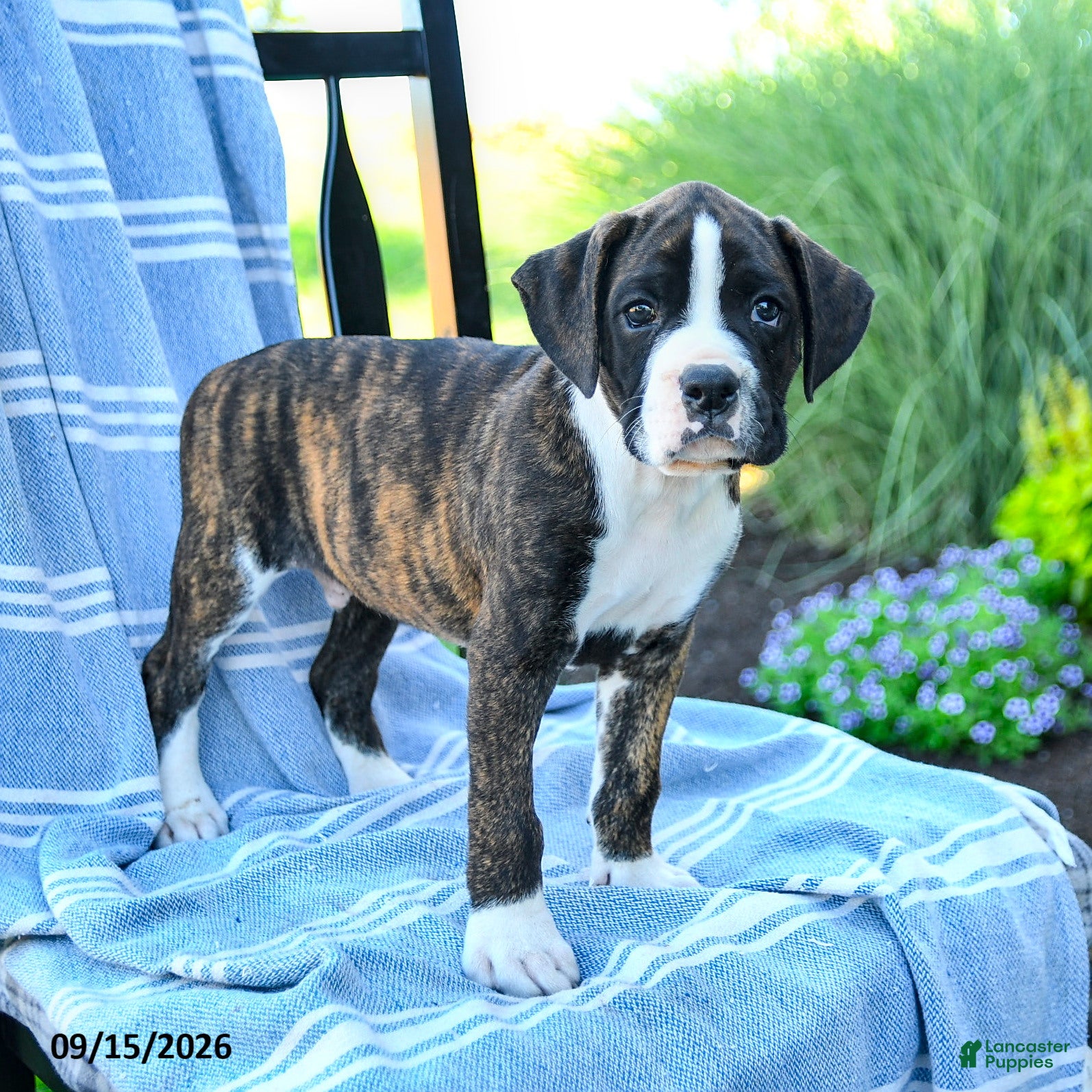 Boxer dogs Orion - Ad 2