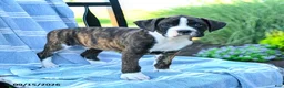 Boxer dogs for sale: Orion - Ad 2