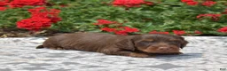 Miniature Dachshund dogs for sale: Fiddle  - Ad 4