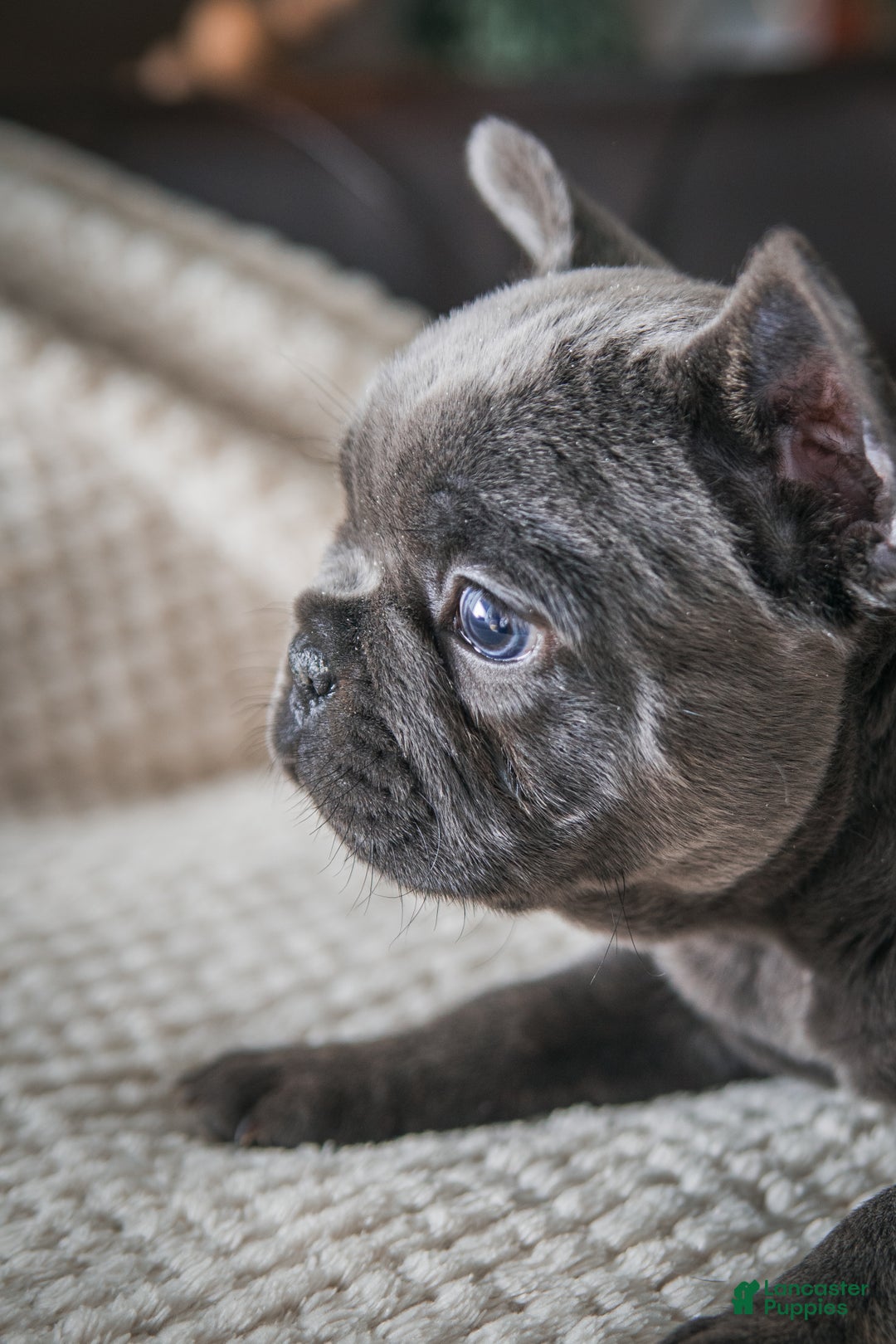 French Bulldog dogs for sale: Hazel - Ad 4