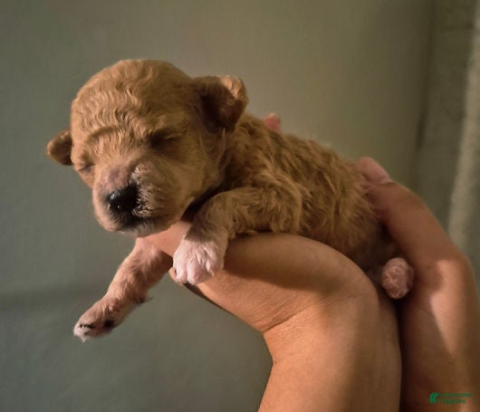Toy Poodle dogs Peanut_male - Ad 37