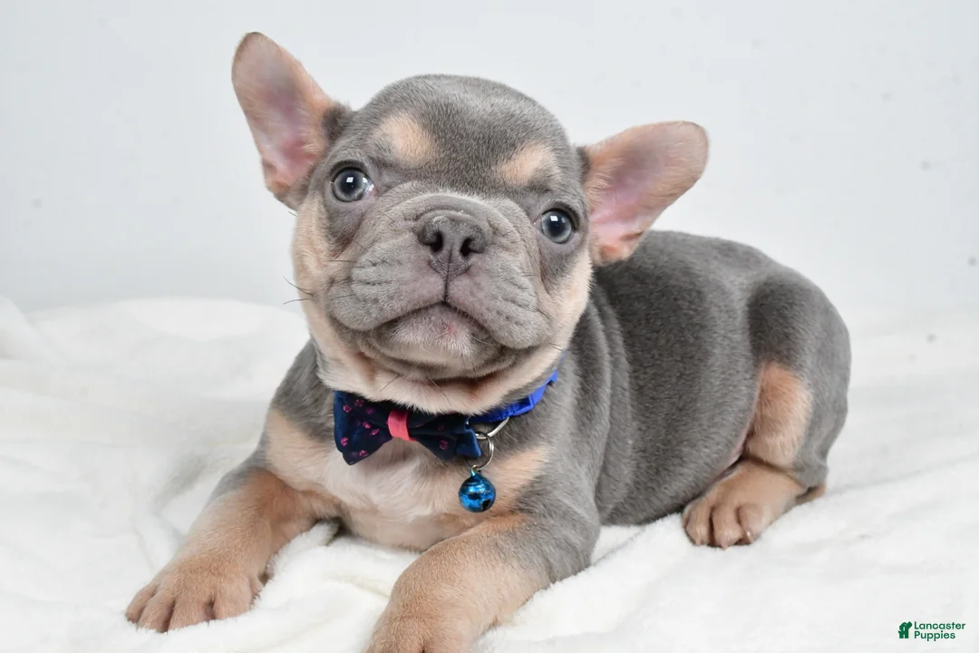 French Bulldog dogs for sale: Checkers - Ad 3