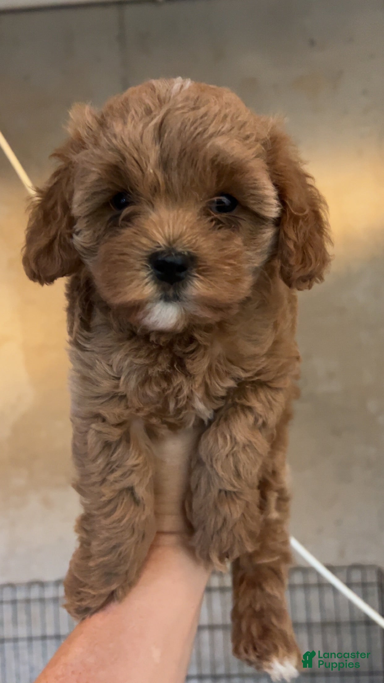 Cavapoo dogs Light male - Ad 41