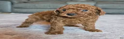 Miniature Poodle dogs for sale: Mini Lola - Ad 3