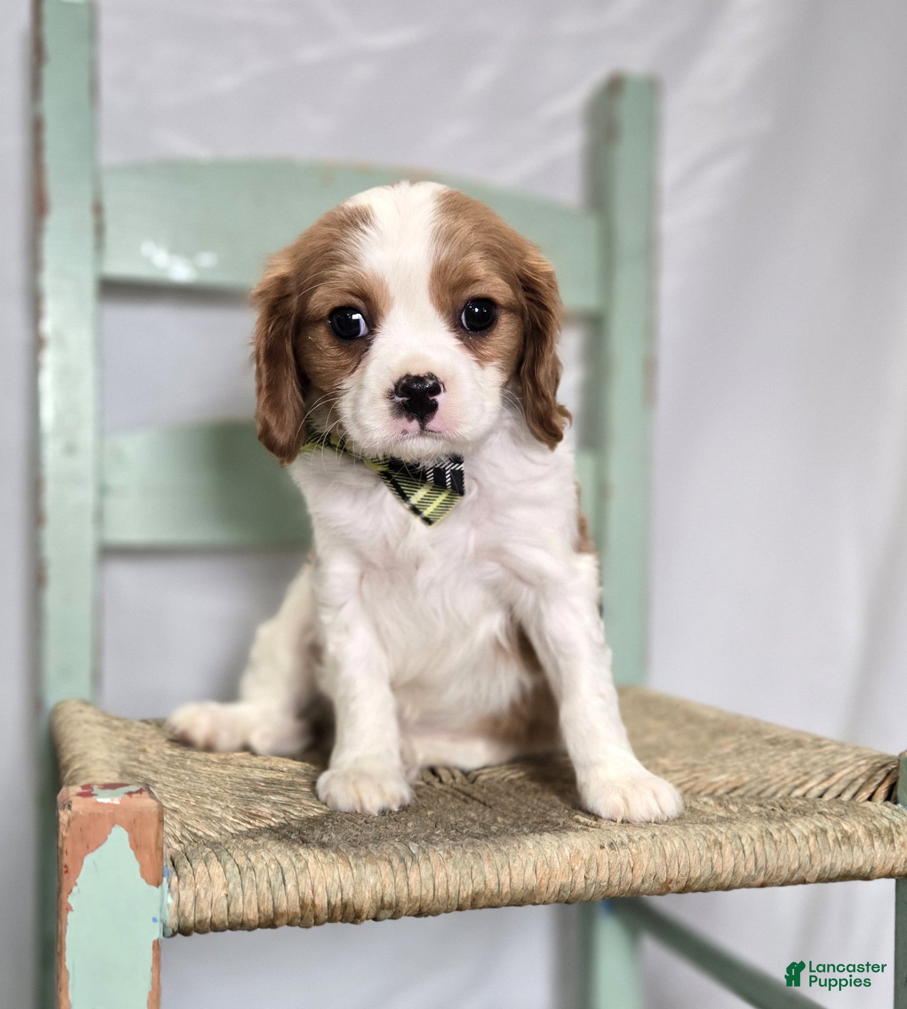 Cavalier King Charles Spaniel dogs Connor - Ad 1