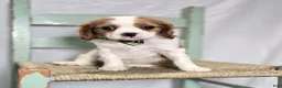 Cavalier King Charles Spaniel dogs for sale: Connor - Ad 1