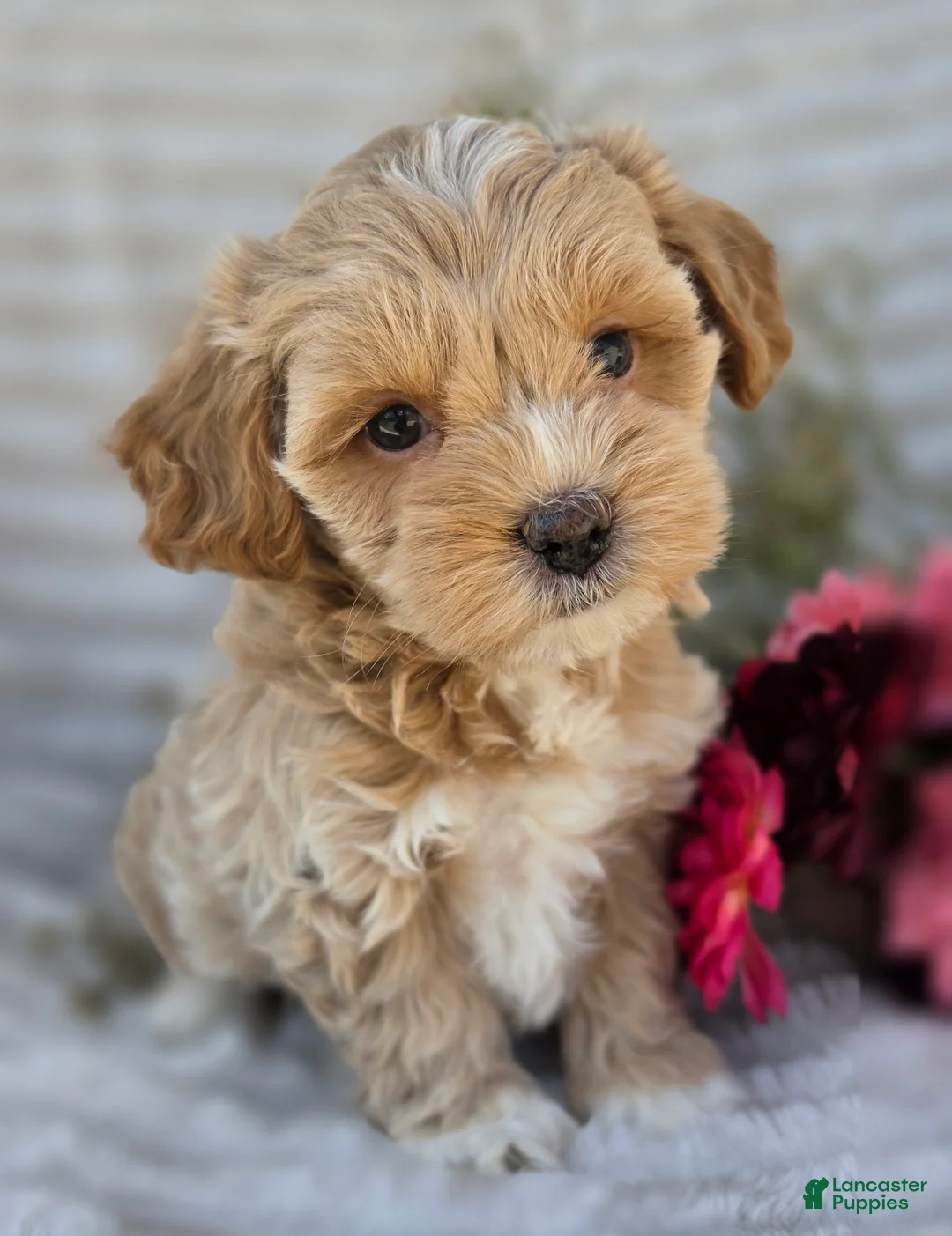 Shihpoo dogs for sale: Harper - Ad 1