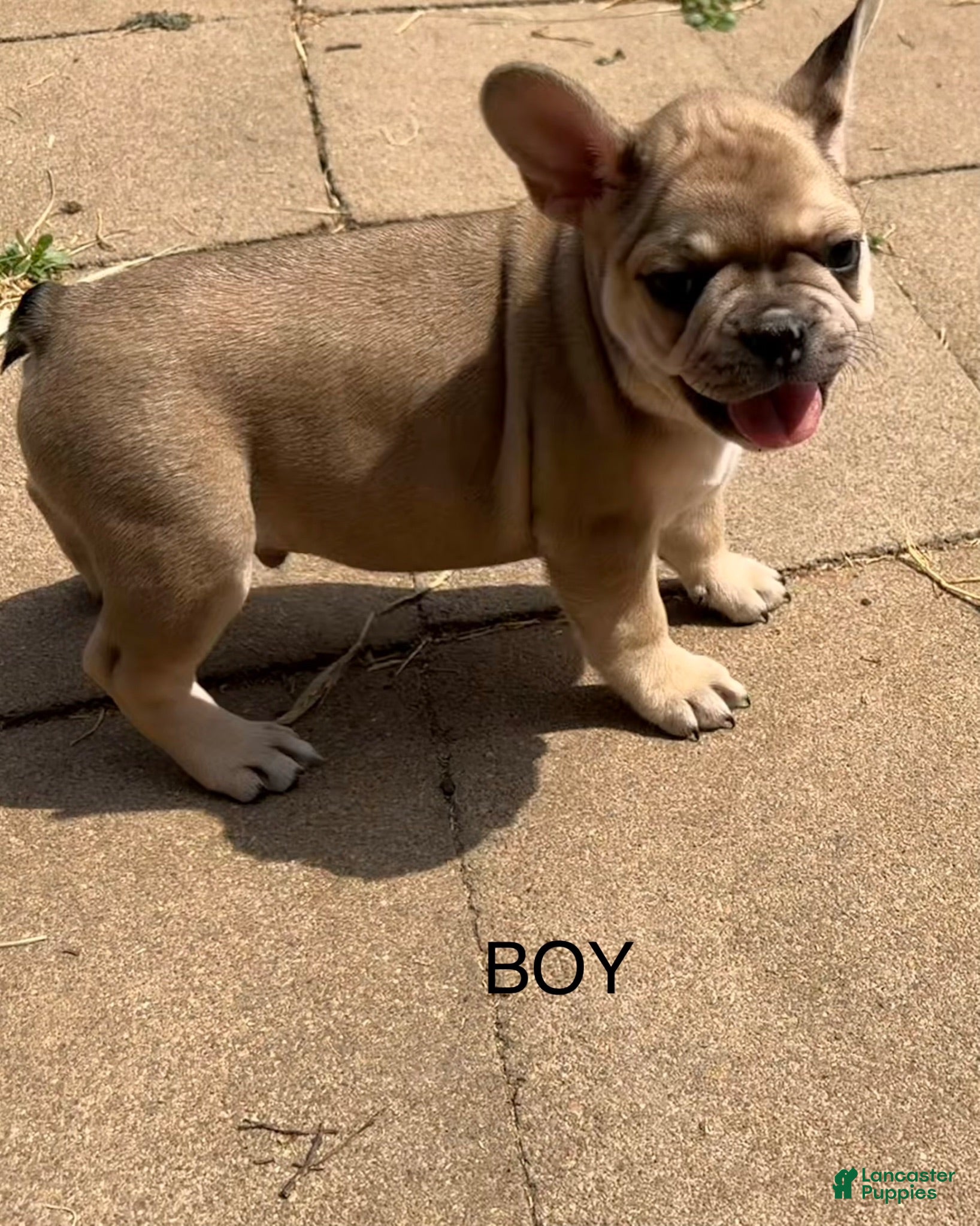 French Bulldog dogs French Bulldog 3 - Ad 40