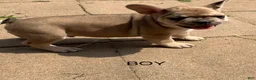 French Bulldog dogs for sale: French Bulldog 3 - Ad 1