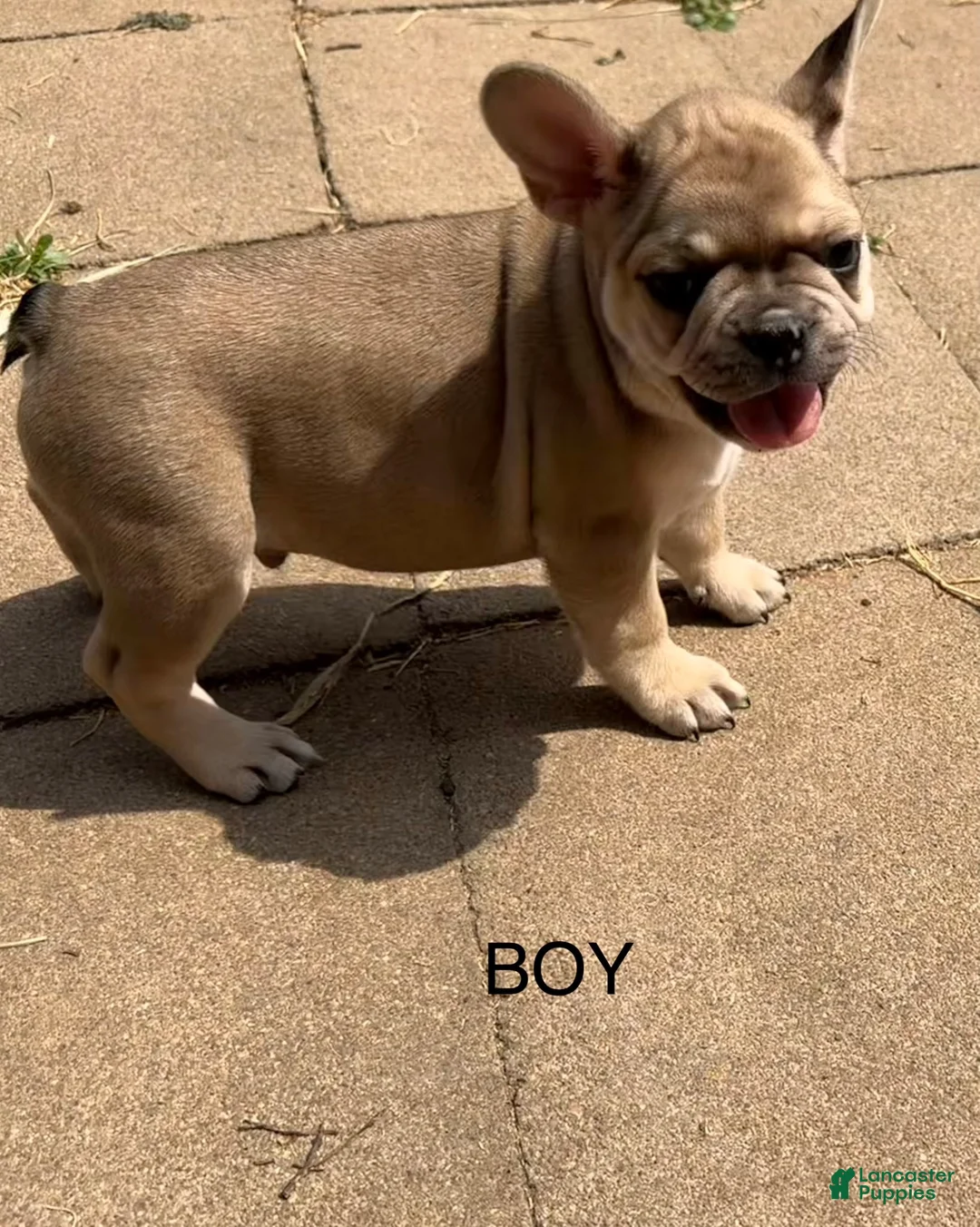 French Bulldog dogs for sale: French Bulldog 3 - Ad 1