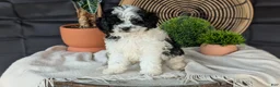 Cockapoo dogs for sale: Heath - Ad 19