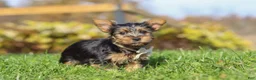 Yorkshire Terrier dogs for sale: Rowan - Ad 6