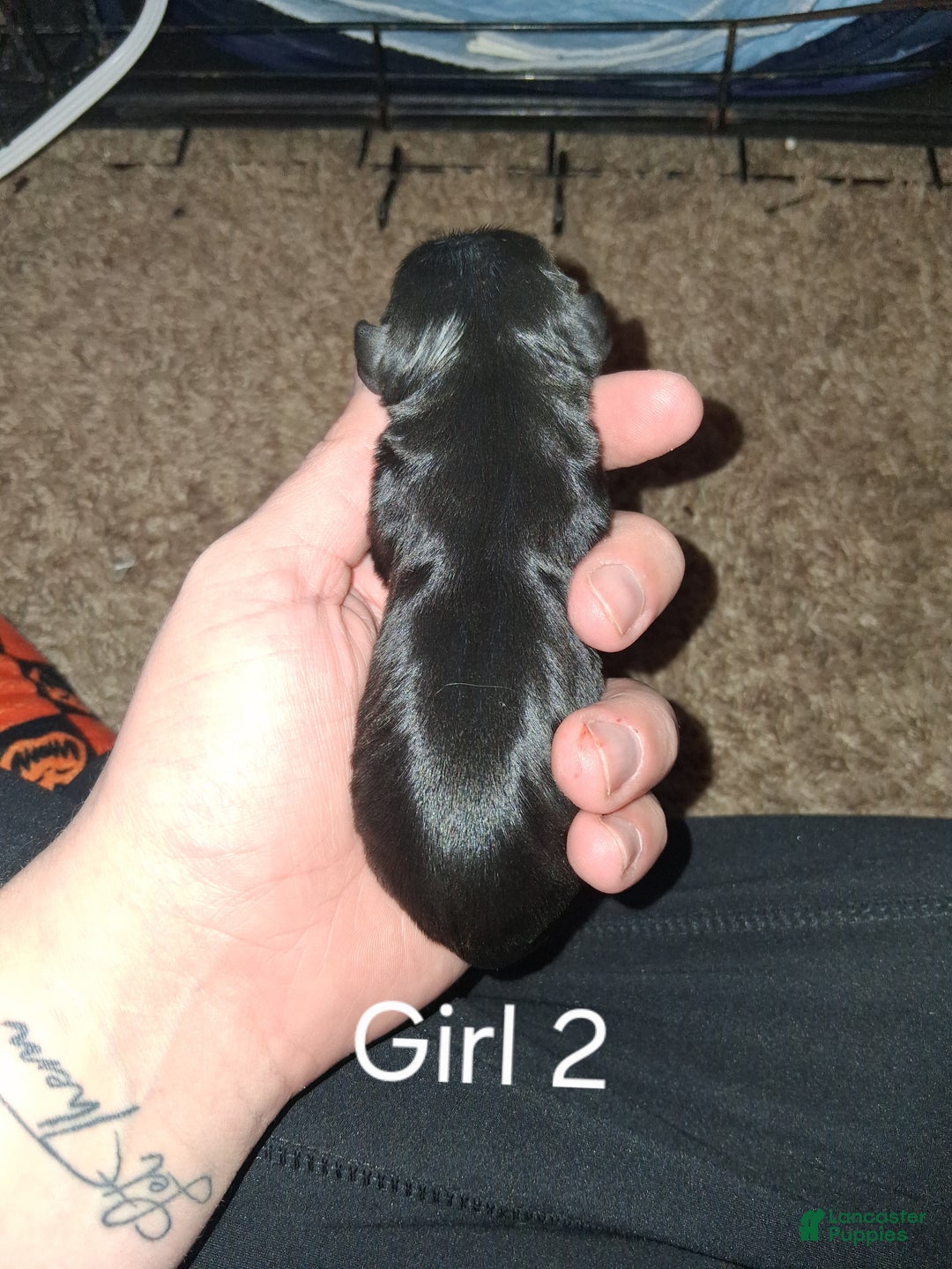 Cavalier King Charles Spaniel dogs for sale: Prince Louis - Ad 10