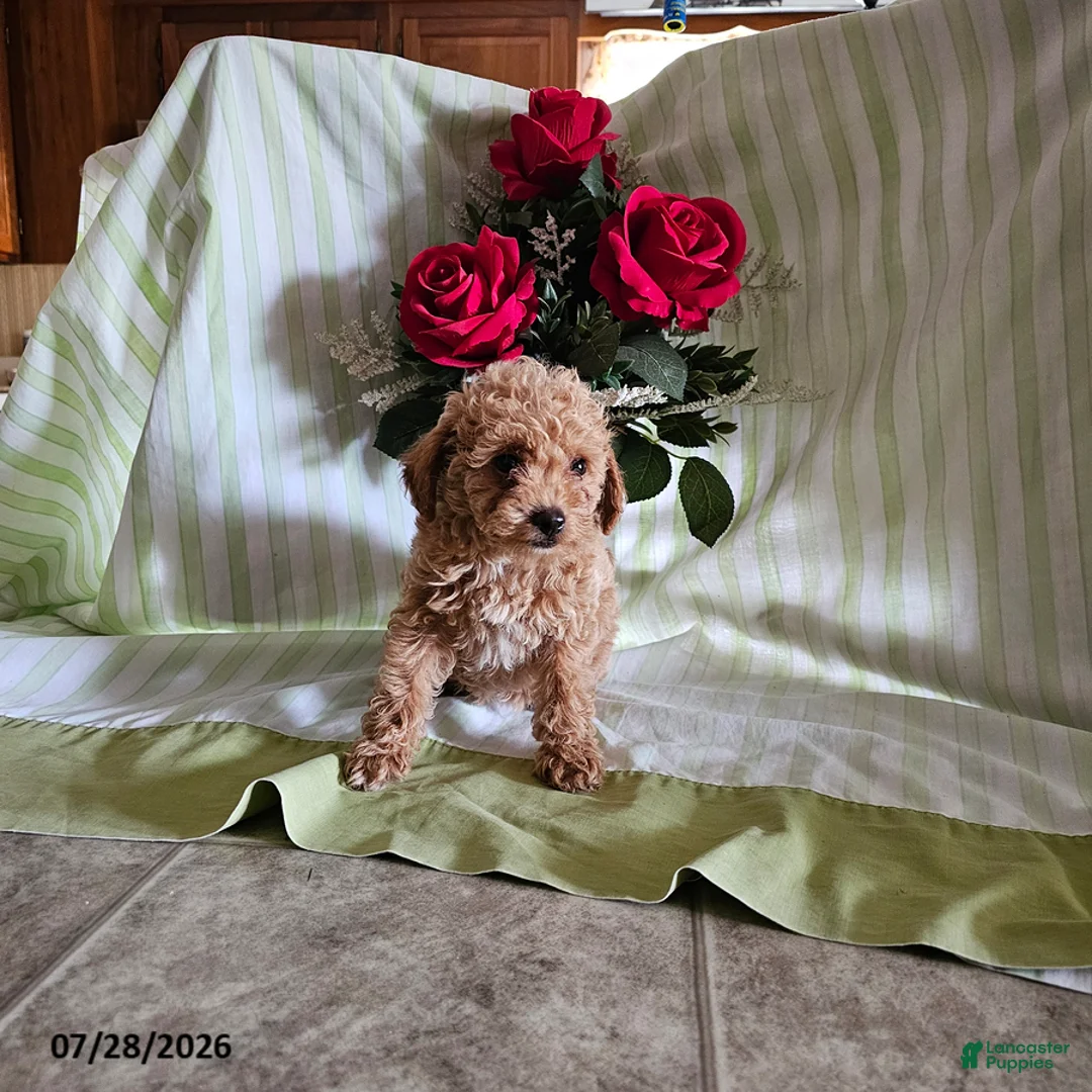 Toy Poodle dogs for sale: Twinkle - Ad 1