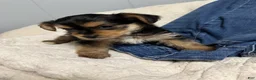 Mixed Breed dogs for sale: Taz - Ad 4